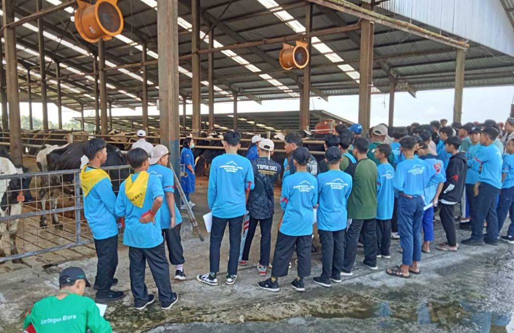 Keseruan Jambore Panti Asuhan Muhammadiyah dan Aisyiyah Saat Kunjungan Peternakan Sapi Perah Baturaden CirebonMU